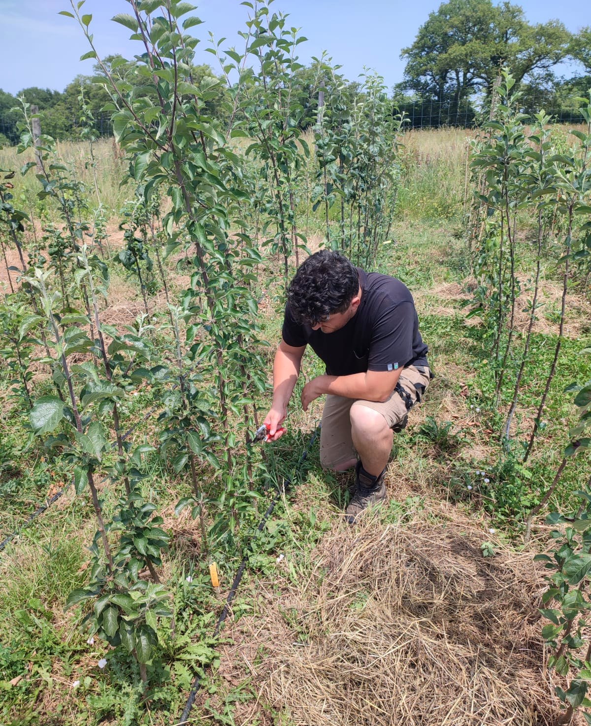 Baptiste Cellier au travail, sécateur en main, entre les rangs de jeunes fruitiers