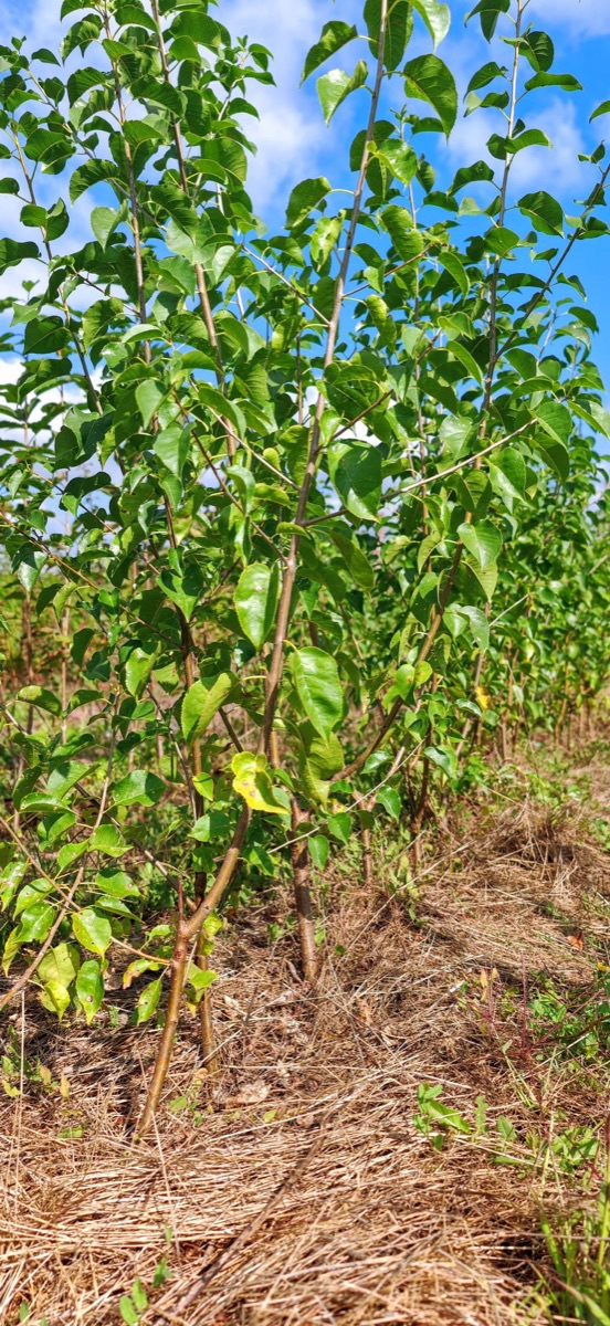 Jeunes arbres fruitiers cultivés en pleine terre, avec un paillage au pied